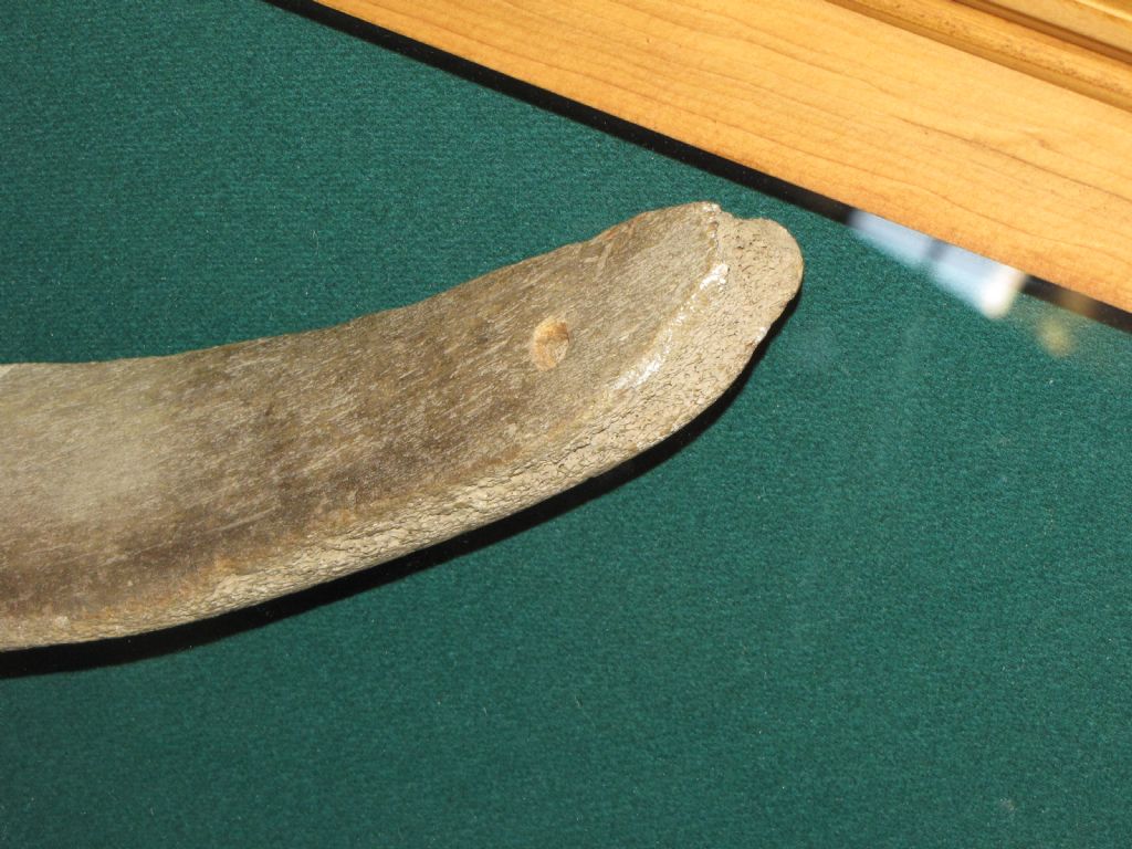 Aiuto nell''identificazione di osso animale